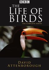 Key visual of The Life of Birds