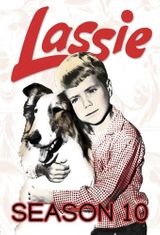 Key visual of Lassie 10