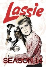 Key visual of Lassie 14