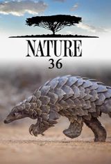 Key visual of Nature 36