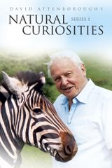 Key visual of David Attenborough's Natural Curiosities 1