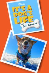 Key visual of It's a Dog's Life with Bill Farmer 1